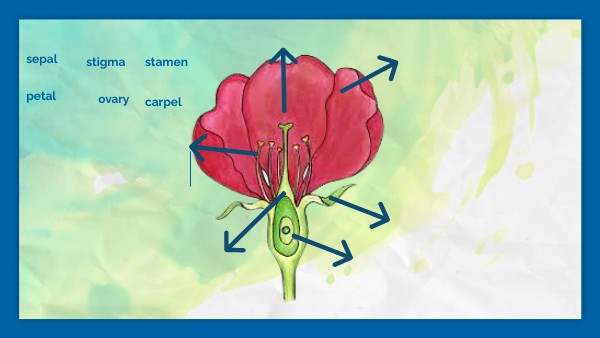 FLOWER REPRODUCTION | Genially