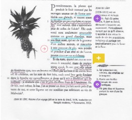 séance 6 : décrire l'inconnu