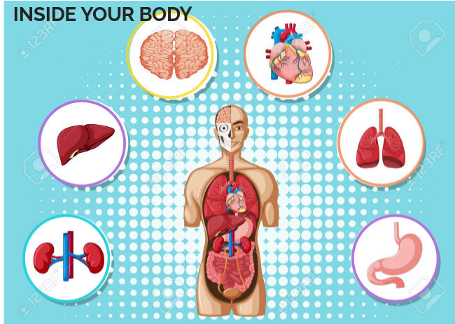 The human body | Genially