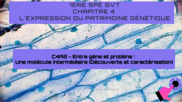 ch4 Expression du patrimoine génétique