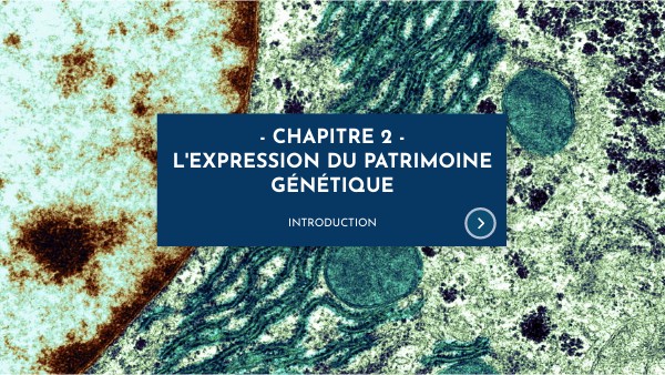 Chapitre 2 : L'expression du patrimoine génétique