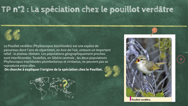 Pouillot verdâtre Genially
