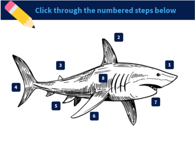 How to draw a shark