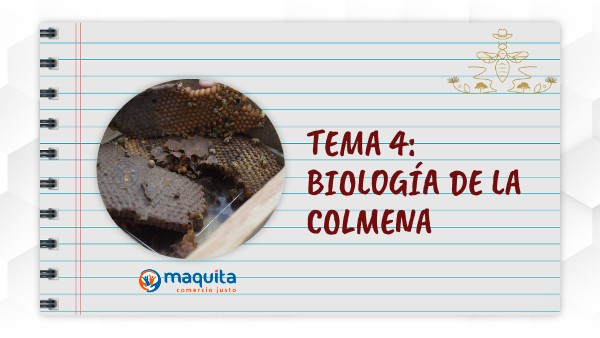 Tema 4 | Genially
