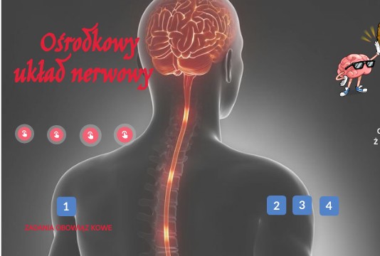 Ośrodkowy nerwowy 7