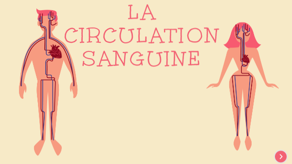 circulation sanguine