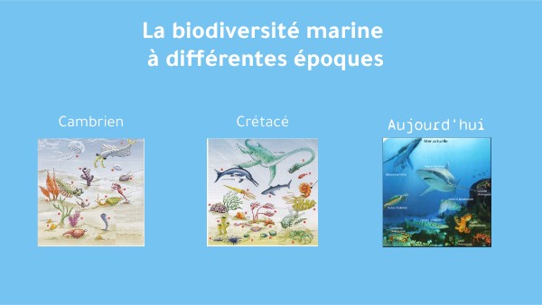 Biodiversité actuelle et passée | Genially