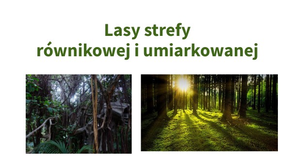 Lasy strefy równikowej i umiarkowanej