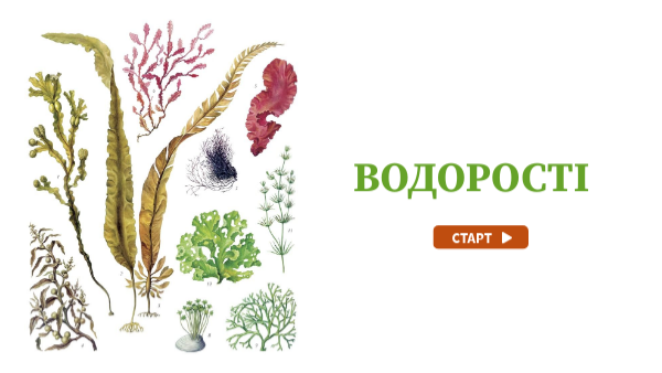 Водорості