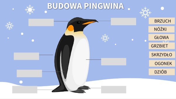 Budowa pingwina