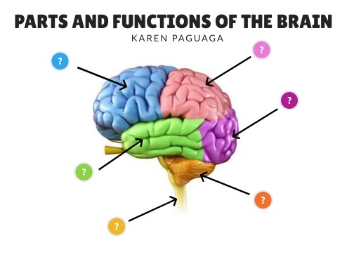 karen paguaga PARTS AND FUNCTIONS OF THE BRAIN | Genially