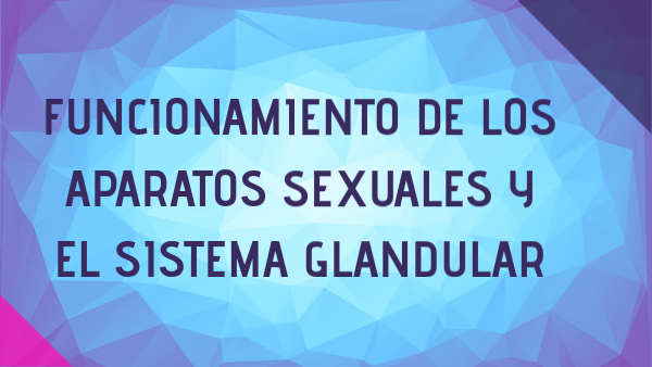 El sistema glandular y la relación con los órganos sexuales. | Genially