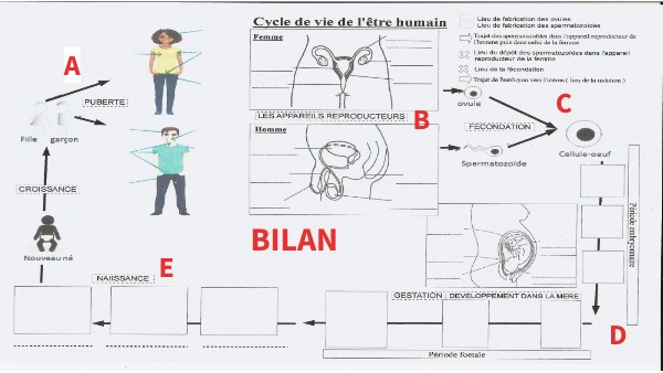Cycle de vie des êtres vivants