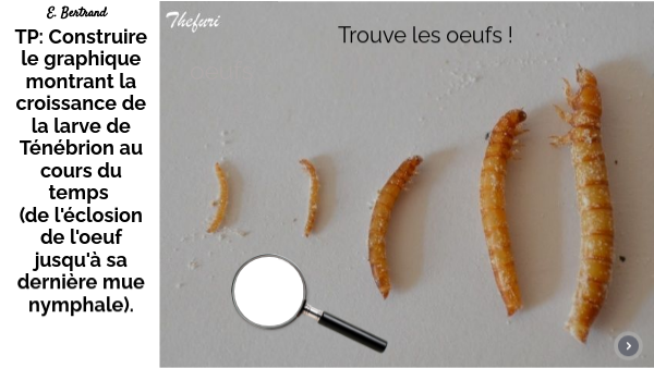 publi 6ème TP graphique croissance larve Ténébrion | Genially