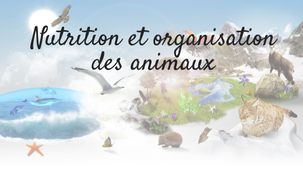 Nutrition et organisation révisions 6°