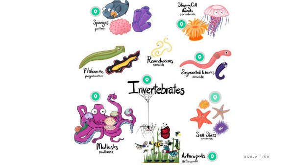Invertebrate animals | Genially