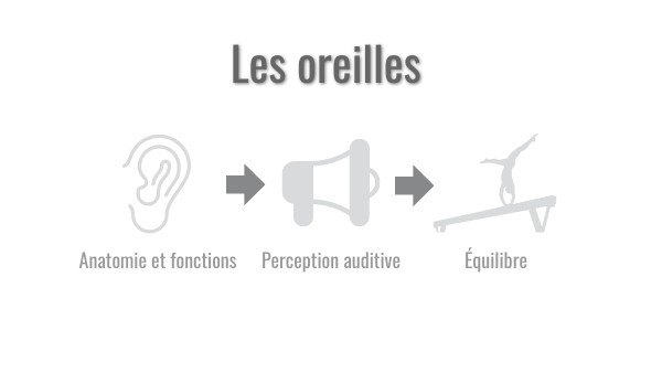 L'oreille | Genially