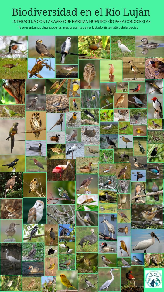 Especies de aves en el Río Luján