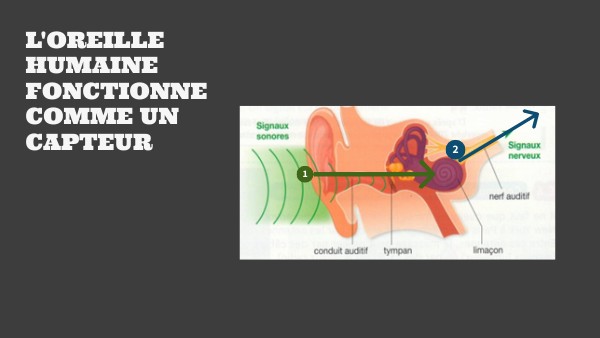 OREILLE HUMAIN | Genially