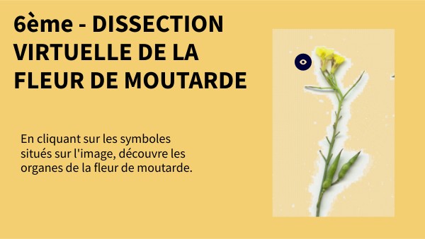 Dissection virtuelle de la fleur | Genially