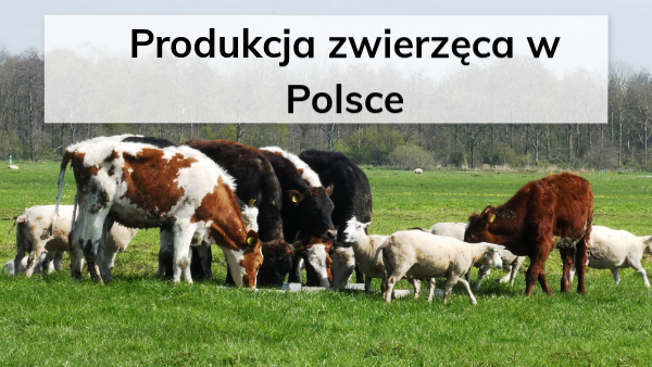 Produkcja Zwierzęca Anatomia 1 Technikum Sprawdzian