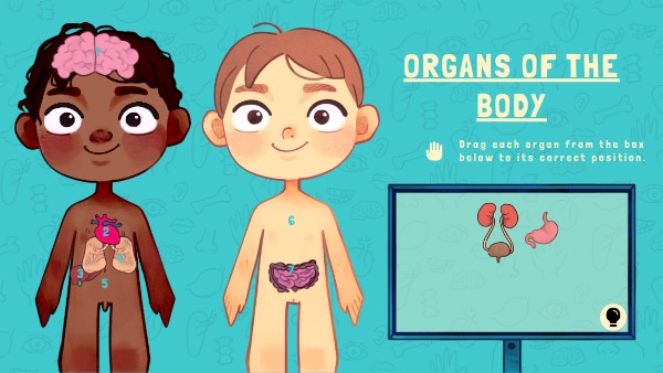 INTERACTIVE GAME - PUT THE ORGANS IN THE RIGHT PLACE