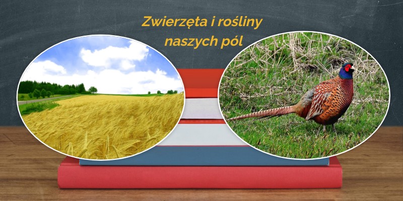 37. Zwierzęta i rośliny naszych pól klasa 3 b | Genially