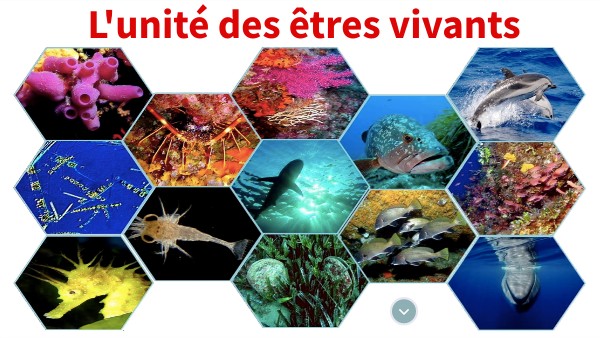 Le Developpement Des Etres Vivants 6ème Page De Garde L'unité des êtres vivants 6ème
