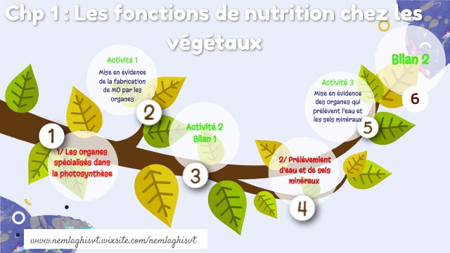 5ème Fonctions de nutrition végétaux | Genially