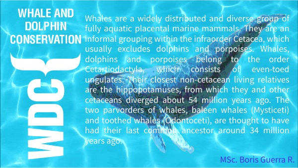 Killer whales | Genially