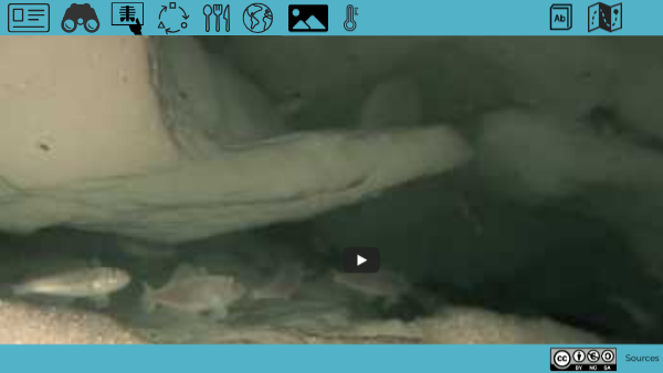 Calandre antarctique