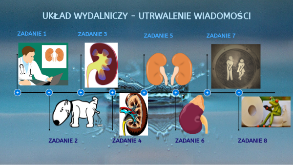 Układ Wydalniczy Puls życia 7 Układ wydalniczy - utrwalenie wiadomości | Genially