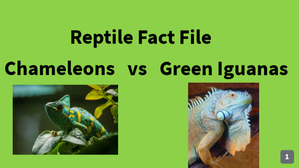 Reptile Fact File | Genially