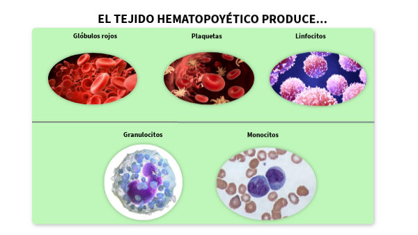 Hematopoyético
