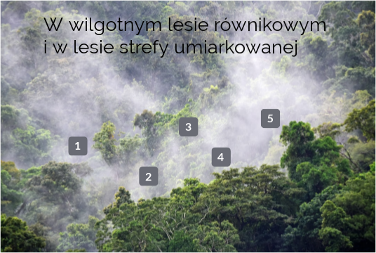 Ciekawostki Wilgotnego Lasu Równikowego W wilgotnym lesie równikowym