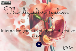 Digestive system