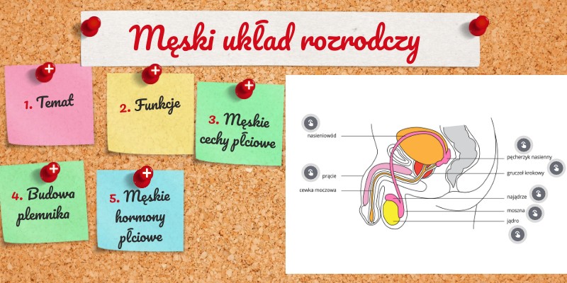 Męski układ rozrodczy | Genially