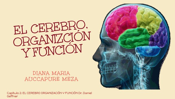 El Cerebro Organización Y Función Dr Daniel Geffner