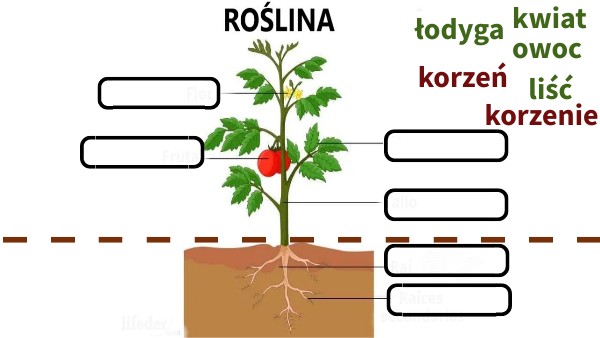 części rośliny