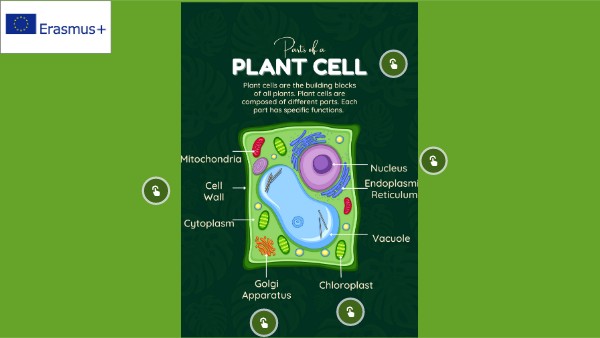 Plant cell | Genially