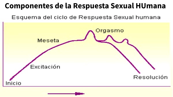 COMPONENTES DE LA RESPUESTA SEXUAL HUMANA