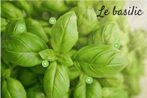 BASILIC