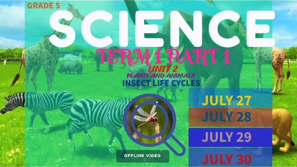 INSECT LIFE CYCLE JULY 27-JULY30 | Genially