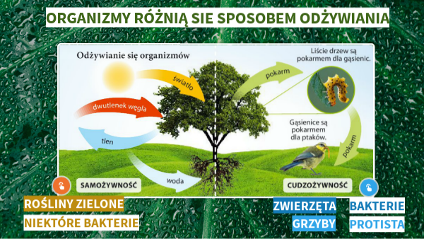 Jak Organizmy Uzyskują Energię odżywianie się organizmów kl.4 | Genially