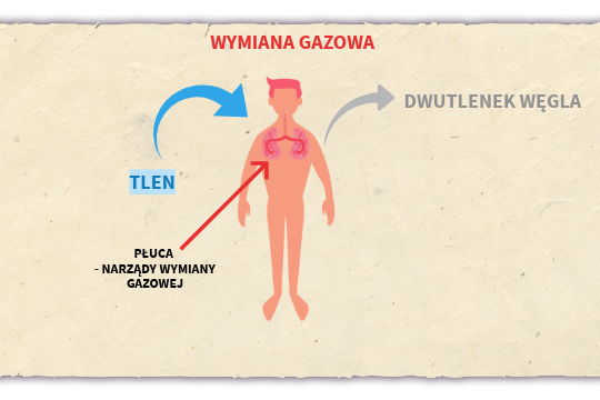 wymiana gazowa kl.5 | Genially