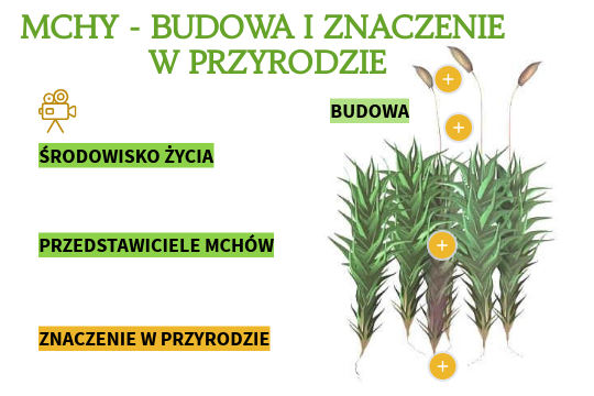 Dlaczego Mchy Są Organizmami Pionierskimi mchy