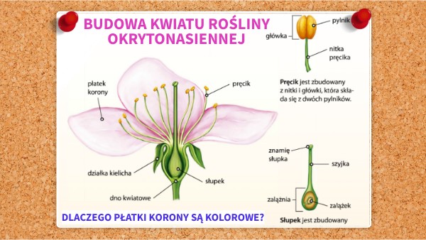 rośliny okrytonasienne cz.2
