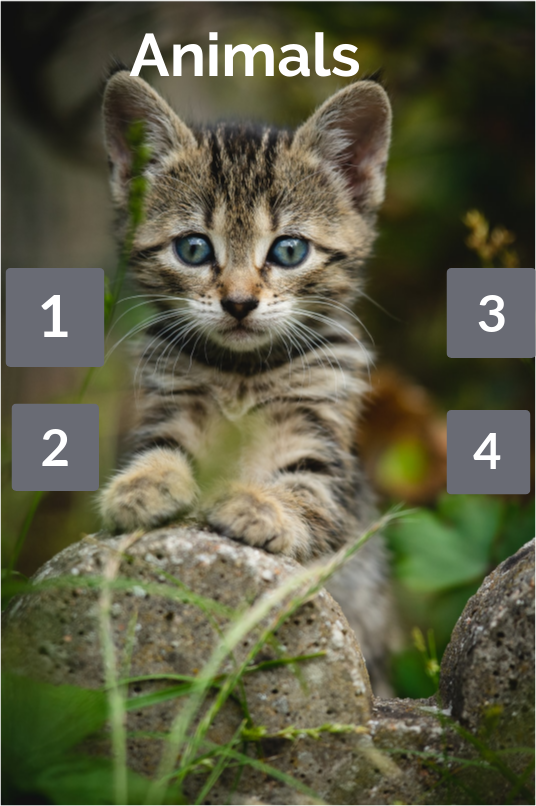 Animals | Genially