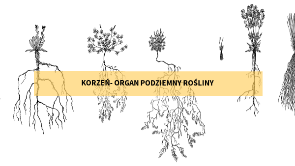 Korzeń Organ Podziemny Rośliny Korzeń- organ podziemny rośliny | Genially