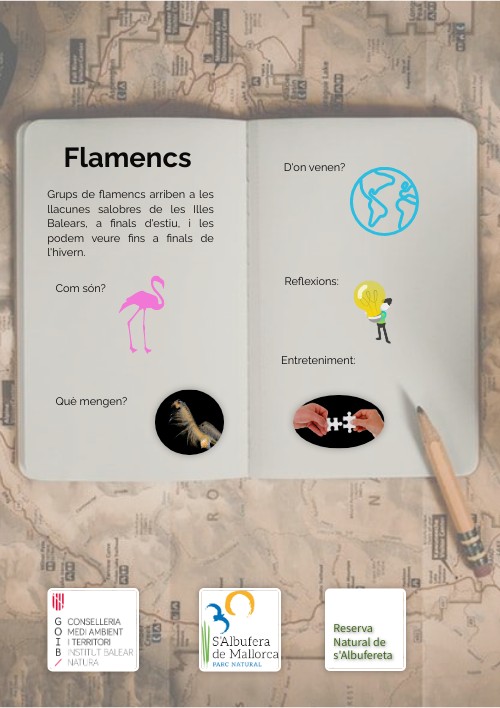 Coneix els flamencs